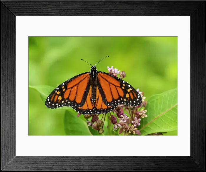 Framed Print : Monarch (Danaus plexippus), Greater Sudbury, Ontario, Canada Framed Print : Monarch (Danaus plexippus), Greater Sudbury, Ontario, Canada
