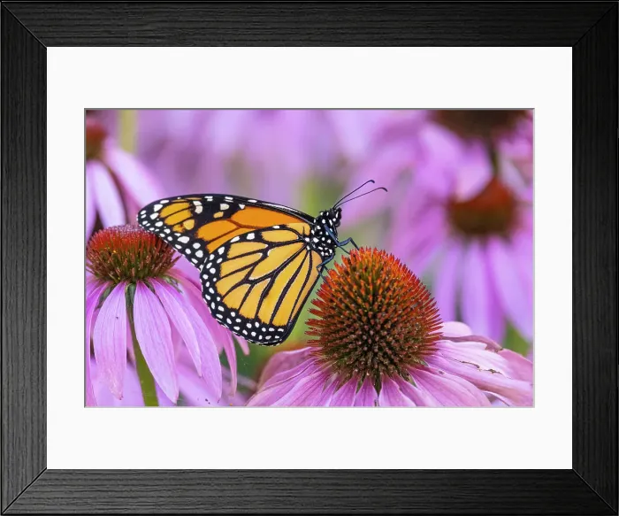 Framed Print : Monarch (Danaus plexippus) Adult feeding on purple cone flower, Greater Sudbury, Ontario, Canada Framed Print : Monarch (Danaus plexippus) Adult feeding on purple cone flower, Greater Sudbury, Ontario, Canada