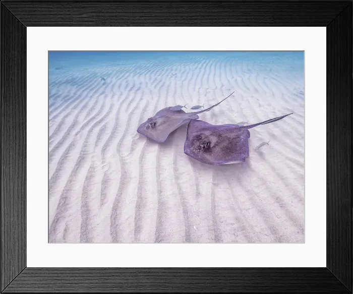 Framed Print : Southern Stingrat (Hypanus americanus), Grand Cayman, Cayman Islands, British West Indies Framed Print : Southern Stingrat (Hypanus americanus), Grand Cayman, Cayman Islands, British West Indies
