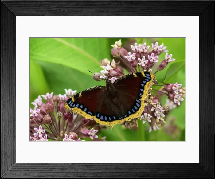 Framed Print : Mourning cloak (Nymphalis antiopa) Adult butterfly nectaring milkweed flowers, Greater Sudbury, Ontario, Canada Framed Print : Mourning cloak (Nymphalis antiopa) Adult butterfly nectaring milkweed flowers, Greater Sudbury, Ontario, Canada