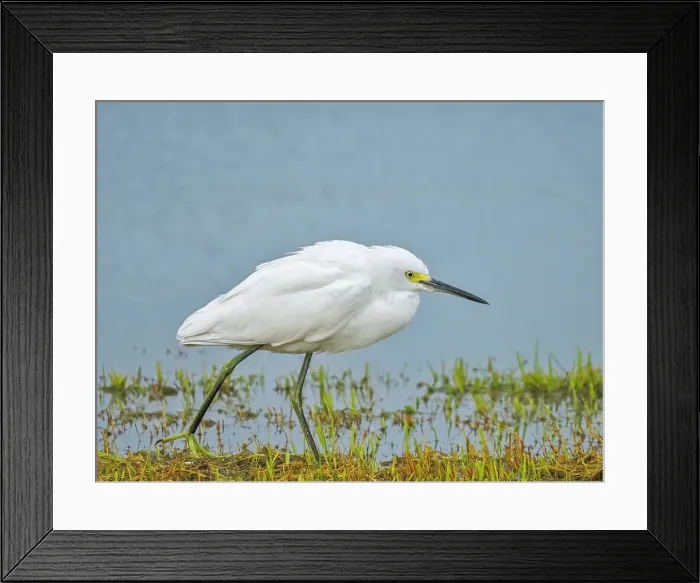 Framed Print : Snowy Egret (Egretta thula), Grand Cayman, Cayman Islands, BWI Framed Print : Snowy Egret (Egretta thula), Grand Cayman, Cayman Islands, BWI