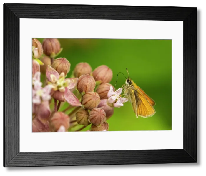 Framed Print : European Skipper (Thymelicus lineola), Greater Sudbury, Ontario, Canada Framed Print : European Skipper (Thymelicus lineola), Greater Sudbury, Ontario, Canada