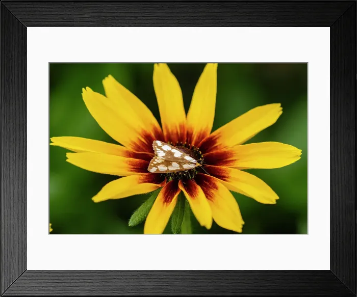 Framed Print : Confused Haploa (Haploa confusa) Adult moth, Greater Sudbury, Ontario, Canada Framed Print : Confused Haploa (Haploa confusa) Adult moth, Greater Sudbury, Ontario, Canada