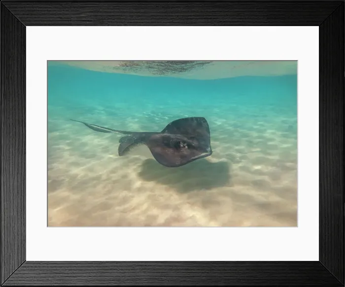 Framed Print : Southern Stingrat (Hypanus americanus), Grand Cayman, Cayman Islands, British West Indies Framed Print : Southern Stingrat (Hypanus americanus), Grand Cayman, Cayman Islands, British West Indies
