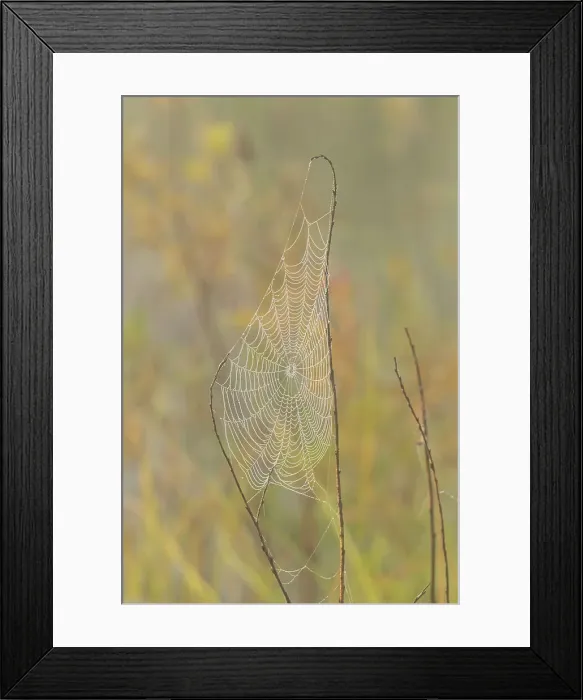 Framed Print : Dewy orb webs near a beaver pond, Greater Sudbury, Ontario, Canada