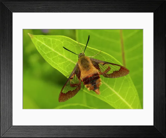 Framed Print : Hummingbird moth resting on a milkweed leaf, Greater Sudbury, Ontario, Canada Framed Print : Hummingbird moth resting on a milkweed leaf, Greater Sudbury, Ontario, Canada