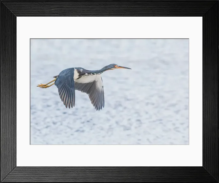 Framed Print : Tricolor Heron (Egretta tricolor), Grand Cayman, Cayman Islands, British West Indies Framed Print : Tricolor Heron (Egretta tricolor), Grand Cayman, Cayman Islands, British West Indies