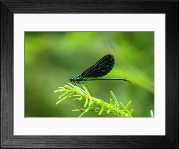 Framed Print : Ebony jewelwing (Calopteryx maculata), Greater Sudbury, Ontario, Canada