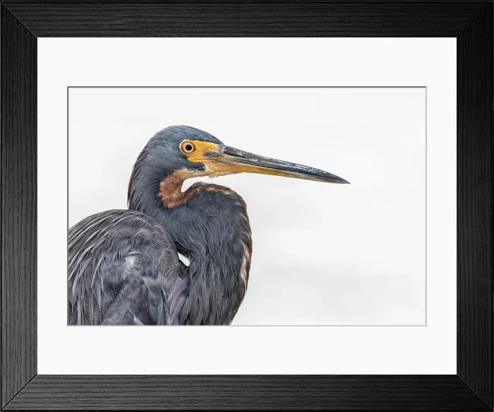 Framed Print : Tricolor Heron (Egretta tricolor), Grand Cayman, Cayman Islands, British West Indies Framed Print : Tricolor Heron (Egretta tricolor), Grand Cayman, Cayman Islands, British West Indies