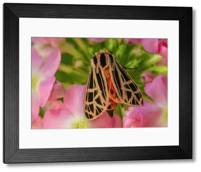 Framed Print : Virgin tiger moth (Grammia virgo, Greater Sudbury, Ontario, Canada) Framed Print : Virgin tiger moth (Grammia virgo, Greater Sudbury, Ontario, Canada)