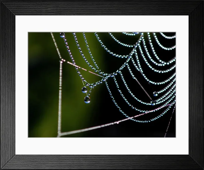 Framed Print : Dewy spider web, Sudbury, Ontario, Canada Framed Print : Dewy spider web, Sudbury, Ontario, Canada