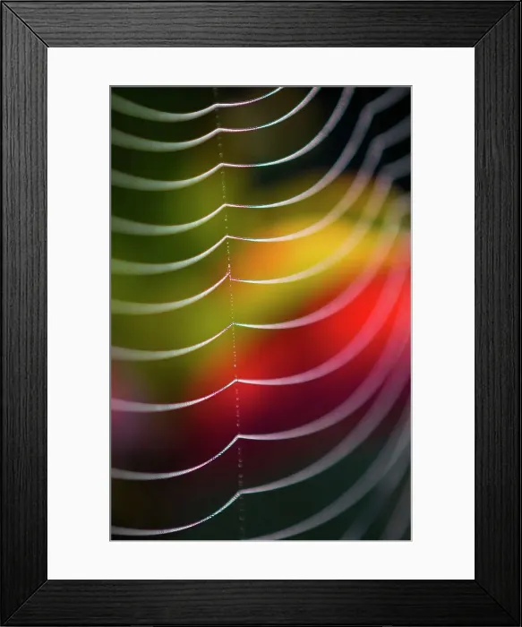 Framed Print : Dewy orb web and wild raisin leaves. Selective focus, Lively, Ontario, Canada