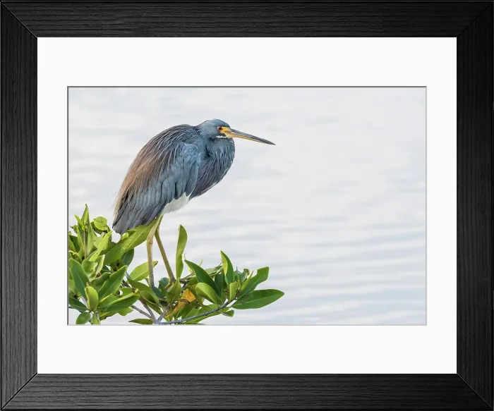 Framed Print : Tricolor Heron (Egretta tricolor), Grand Cayman, Cayman Islands, British West Indies Framed Print : Tricolor Heron (Egretta tricolor), Grand Cayman, Cayman Islands, British West Indies