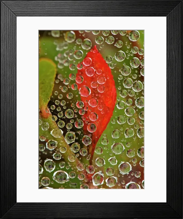 Framed Print : Raindrops on grass spider web with red blueberry leaf, Lively, Ontario, Canada Framed Print : Raindrops on grass spider web with red blueberry leaf, Lively, Ontario, Canada