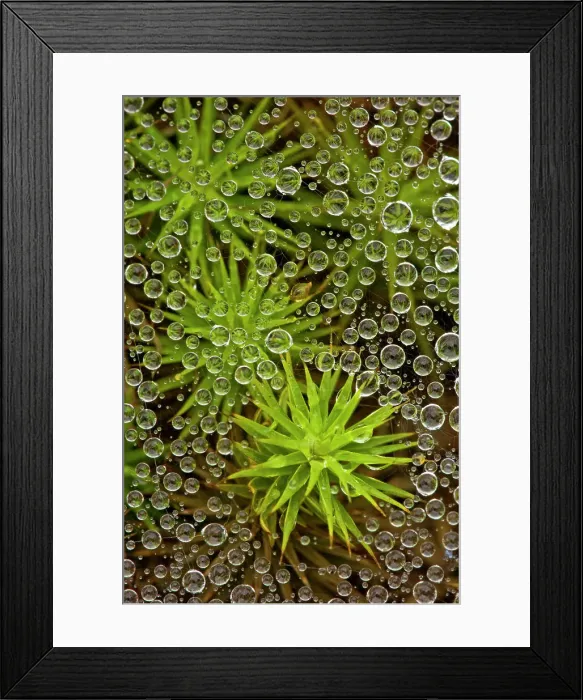 Framed Print : Raindrops on grass spider web with haircap moss, Lively, Ontario, Canada Framed Print : Raindrops on grass spider web with haircap moss, Lively, Ontario, Canada