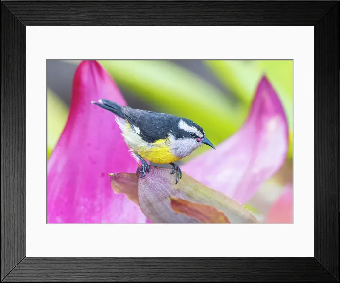 Framed Print : Bananaquit (Coereba flaveola), Grand Cayman, Cayman Islands, British West Indies Framed Print : Bananaquit (Coereba flaveola), Grand Cayman, Cayman Islands, British West Indies