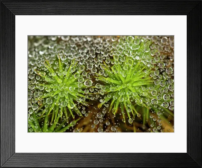 Framed Print : Raindrops on grass spider web with haircap moss, Lively, Ontario, Canada Framed Print : Raindrops on grass spider web with haircap moss, Lively, Ontario, Canada