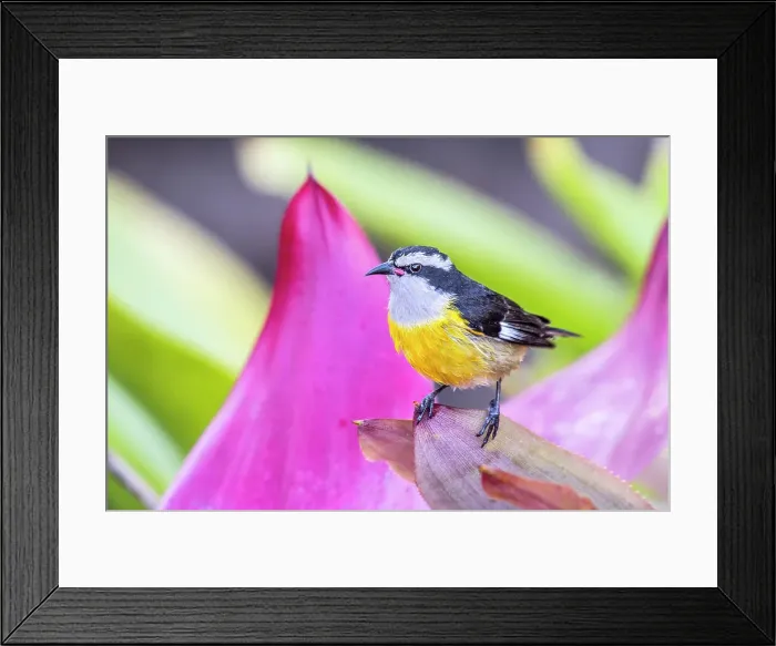 Framed Print : Bananaquit (Coereba flaveola), Grand Cayman, Cayman Islands, British West Indies Framed Print : Bananaquit (Coereba flaveola), Grand Cayman, Cayman Islands, British West Indies