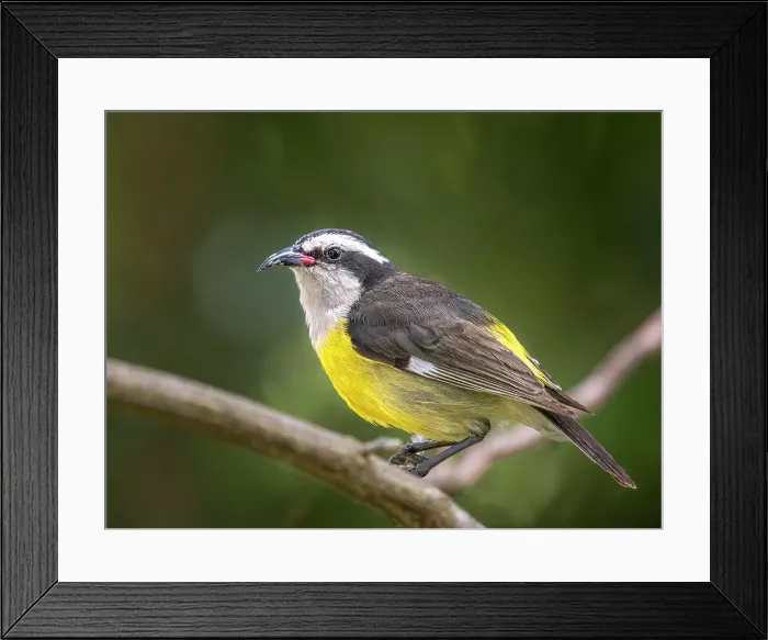 Framed Print : Bananaquit (Coereba flaveola), Grand Cayman, Cayman Islands, British West Indies Framed Print : Bananaquit (Coereba flaveola), Grand Cayman, Cayman Islands, British West Indies