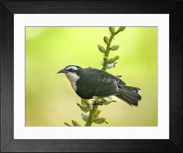 Framed Print : Bananaquit (Coereba flaveola), Grand Cayman, Cayman Islands, British West Indies Framed Print : Bananaquit (Coereba flaveola), Grand Cayman, Cayman Islands, British West Indies