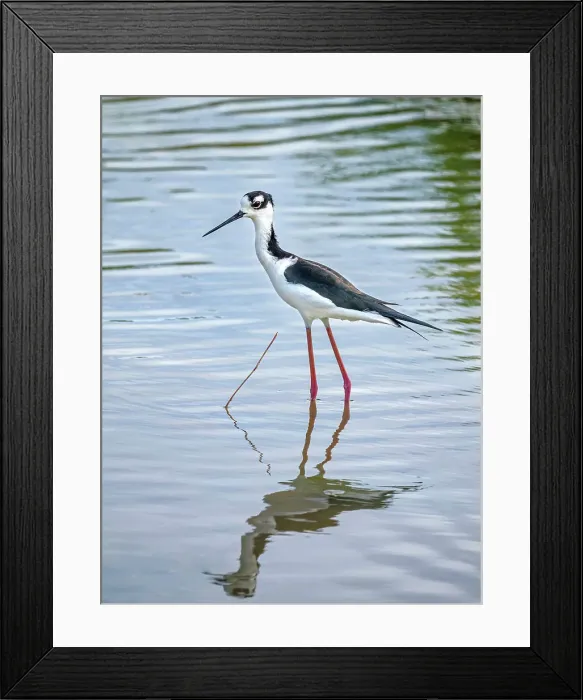 Framed Print : Black-necked Stilt (Himantopus mexicanus), Grand Cayman, Cayman Islands, British West Indies