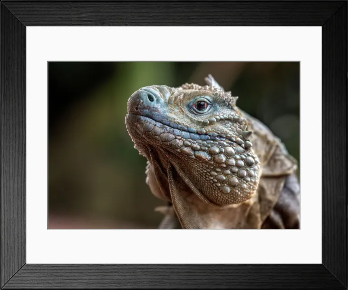Framed Print : A critically endangered Blue Iguana (Cyclura lewisi) male on Grand Cayman, Cayman Islands, British West Indies Framed Print : A critically endangered Blue Iguana (Cyclura lewisi) male on Grand Cayman, Cayman Islands, British West Indies