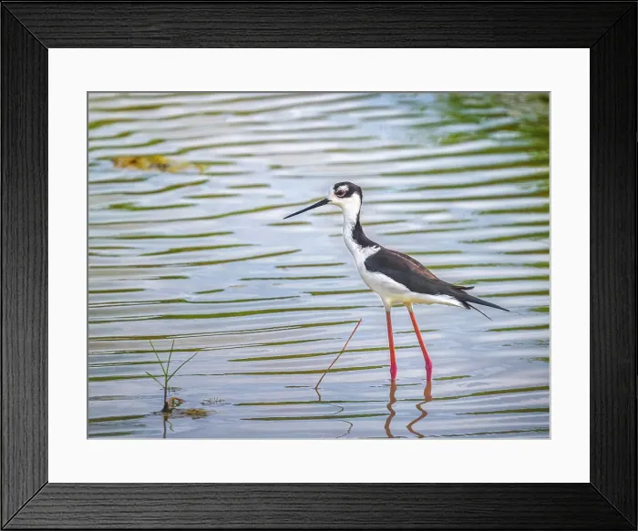 Framed Print : Black-necked Stilt (Himantopus mexicanus), Grand Cayman, Cayman Islands, British West Indies Framed Print : Black-necked Stilt (Himantopus mexicanus), Grand Cayman, Cayman Islands, British West Indies
