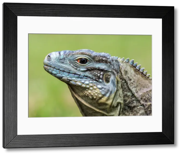 Framed Print : A critically endangered Blue Iguana (Cyclura lewisi) female on Grand Cayman, Cayman Islands, British West Indies Framed Print : A critically endangered Blue Iguana (Cyclura lewisi) female on Grand Cayman, Cayman Islands, British West Indies