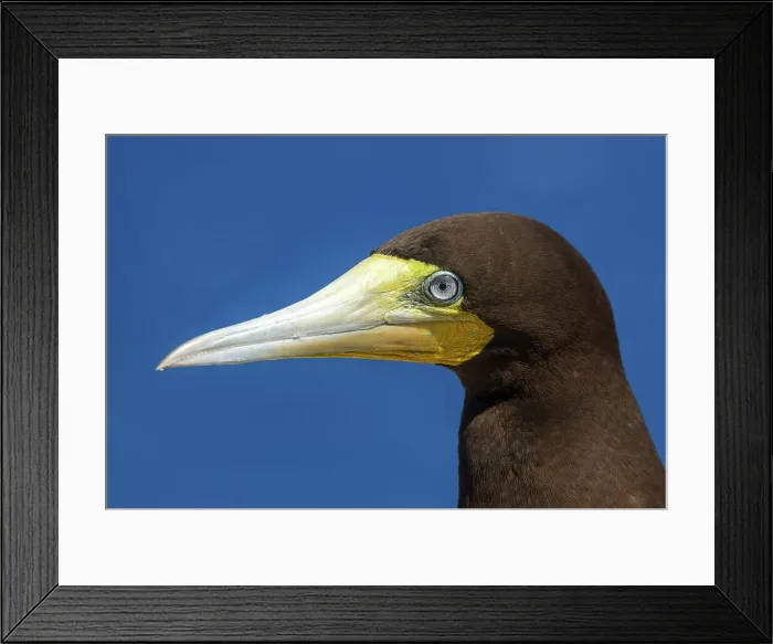 Framed Print : Brown Booby (Sula leucogaster), Cayman Brac, Cayman Islands, British West Indies Framed Print : Brown Booby (Sula leucogaster), Cayman Brac, Cayman Islands, British West Indies