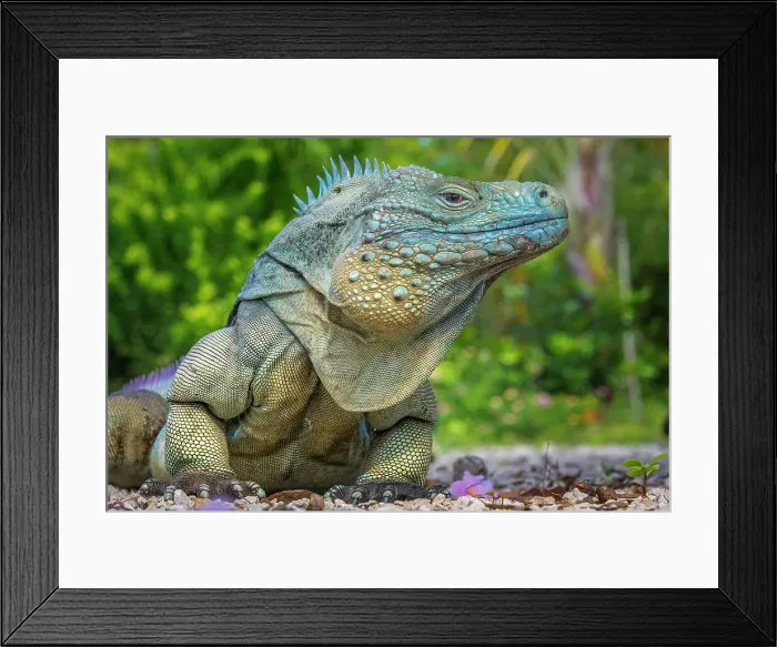 Framed Print : A critically endangered Blue Iguana (Cyclura lewisi) male on Grand Cayman, Cayman Islands, British West Indies Framed Print : A critically endangered Blue Iguana (Cyclura lewisi) male on Grand Cayman, Cayman Islands, British West Indies