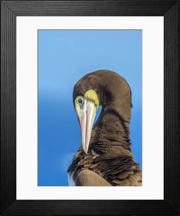 Framed Print : Brown Booby (Sula leucogaster) preening, Cayman Brac, Cayman Islands, British West Indies Framed Print : Brown Booby (Sula leucogaster) preening, Cayman Brac, Cayman Islands, British West Indies