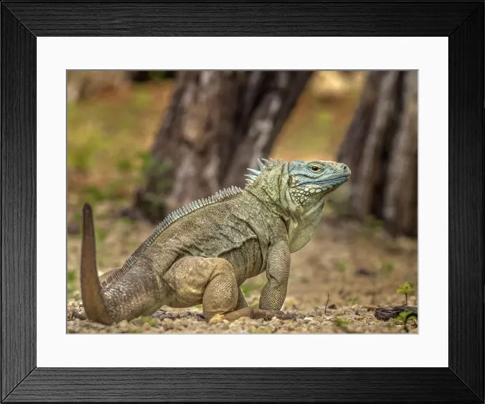 Framed Print : A critically endangered Blue Iguana (Cyclura lewisi) female on Grand Cayman, Cayman Islands, British West Indies Framed Print : A critically endangered Blue Iguana (Cyclura lewisi) female on Grand Cayman, Cayman Islands, British West Indies