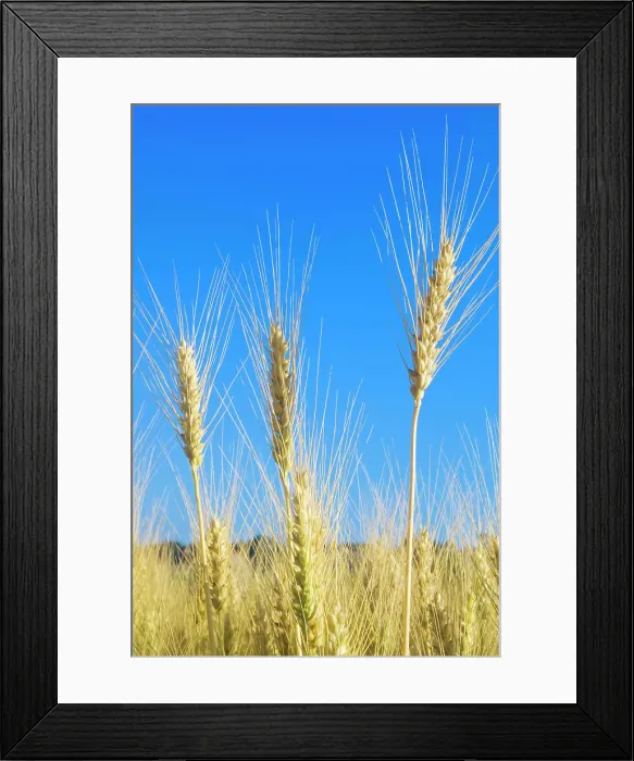 Framed Print : Winter Wheat, Thornton, Ontario, Canada Framed Print : Winter Wheat, Thornton, Ontario, Canada