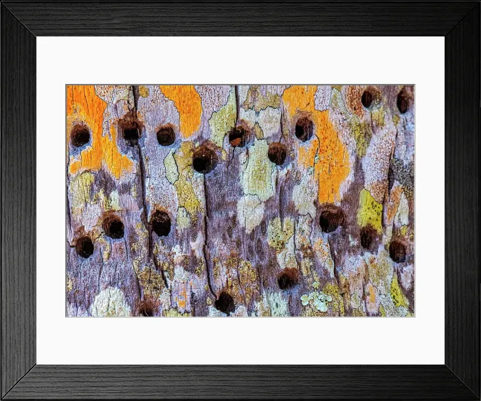 Framed Print : Yellow-bellied Sapsucker holes in lichen encrusted palm tree trunk, Grand Cayman, BWI Framed Print : Yellow-bellied Sapsucker holes in lichen encrusted palm tree trunk, Grand Cayman, BWI