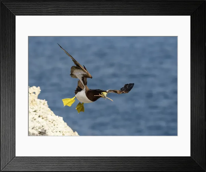 Framed Print : Brown Booby (Sula leucogaster) in flight, Cayman Brac, Cayman Islands, British West Indies Framed Print : Brown Booby (Sula leucogaster) in flight, Cayman Brac, Cayman Islands, British West Indies