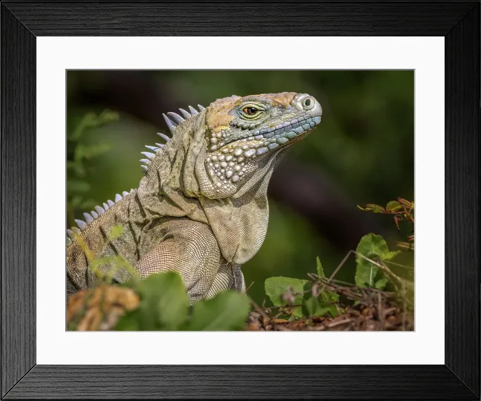 Framed Print : A critically endangered Blue Iguana (Cyclura lewisi) female on Grand Cayman, Cayman Islands, British West Indies Framed Print : A critically endangered Blue Iguana (Cyclura lewisi) female on Grand Cayman, Cayman Islands, British West Indies