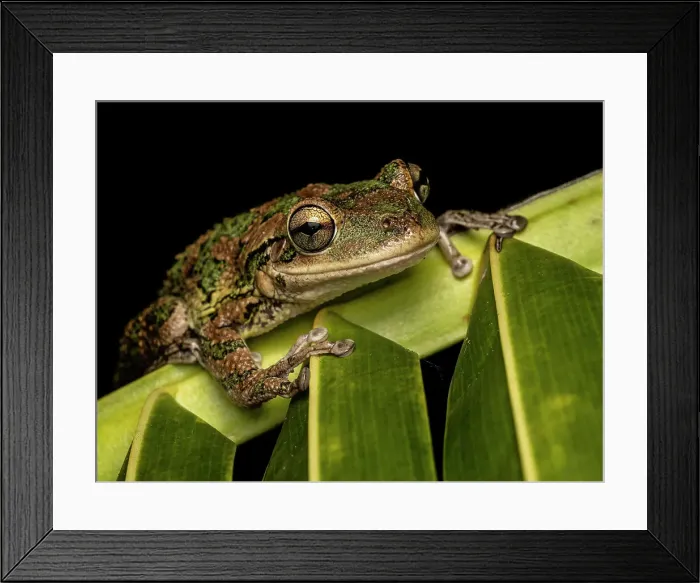 Framed Print : Cuban Tree Frog (Osteopilus septentrionalis), Grand Cayman, Cayman Islands, British West Indies