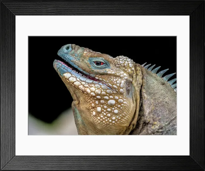 Framed Print : A critically endangered Blue Iguana (Cyclura lewisi) male on Grand Cayman, Cayman Islands, British West Indies Framed Print : A critically endangered Blue Iguana (Cyclura lewisi) male on Grand Cayman, Cayman Islands, British West Indies