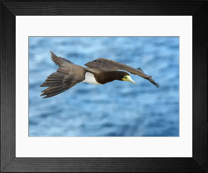 Framed Print : Brown Booby (Sula leucogaster) in flight, Cayman Brac, Cayman Islands, British West Indies Framed Print : Brown Booby (Sula leucogaster) in flight, Cayman Brac, Cayman Islands, British West Indies