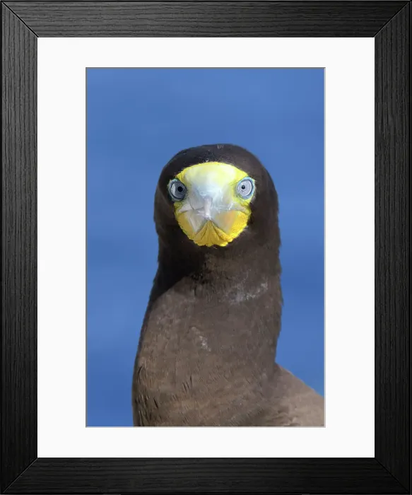 Framed Print : Brown Booby (Sula leucogaster), Cayman Brac, Cayman Islands, British West Indies Framed Print : Brown Booby (Sula leucogaster), Cayman Brac, Cayman Islands, British West Indies