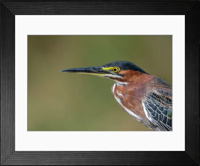 Framed Print : Green Heron (Butorides virescens), Grand Cayman, Cayman Islands, British West Indies Framed Print : Green Heron (Butorides virescens), Grand Cayman, Cayman Islands, British West Indies