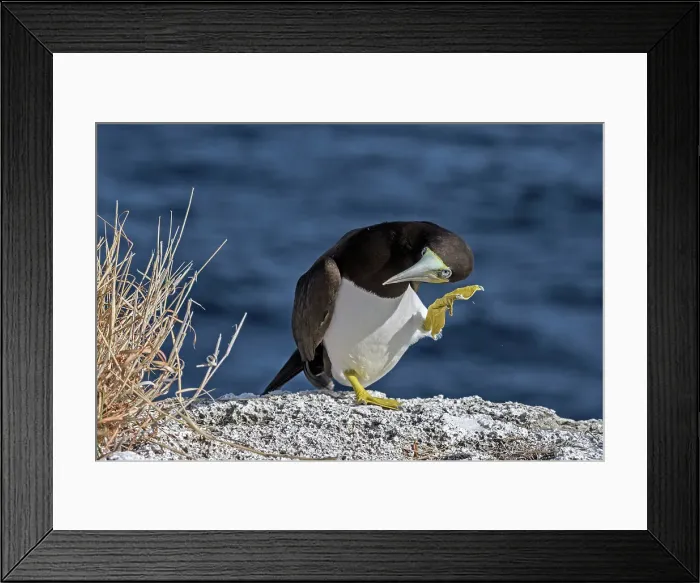 Framed Print : Brown Booby (Sula leucogaster), Cayman Brac, Cayman Islands, British West Indies Framed Print : Brown Booby (Sula leucogaster), Cayman Brac, Cayman Islands, British West Indies