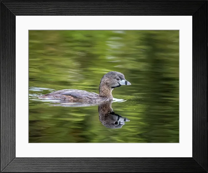 Framed Print : Pied-billed Grebe (Podilymbus podiceps), Grand Cayman, Cayman Islands, British West Indies Framed Print : Pied-billed Grebe (Podilymbus podiceps), Grand Cayman, Cayman Islands, British West Indies