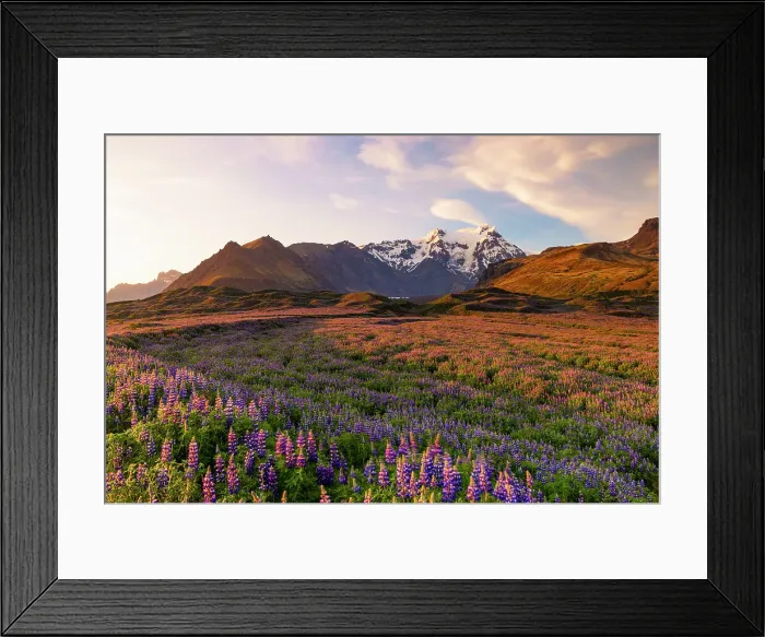 Framed Print : Southern Icelandic coast. In foreground the lupinus field and in background Svinafellsjokull Glacier. Iceland Framed Print : Southern Icelandic coast. In foreground the lupinus field and in background Svinafellsjokull Glacier. Iceland