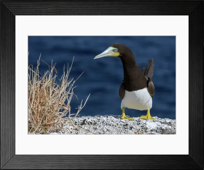 Framed Print : Brown Booby (Sula leucogaster), Cayman Brac, Cayman Islands, British West Indies Framed Print : Brown Booby (Sula leucogaster), Cayman Brac, Cayman Islands, British West Indies