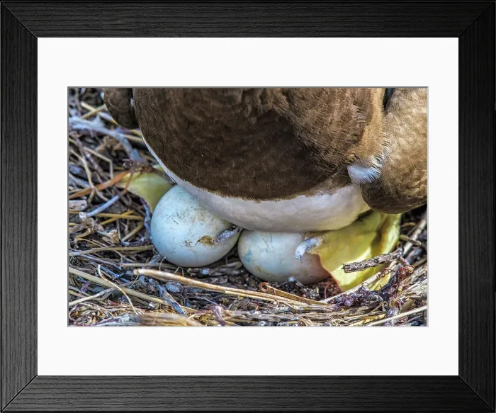 Framed Print : Brown Booby (Sula leucogaster) at the nest incubating two eggs, Cayman Brac, Cayman Islands, British West Indies Framed Print : Brown Booby (Sula leucogaster) at the nest incubating two eggs, Cayman Brac, Cayman Islands, British West Indies