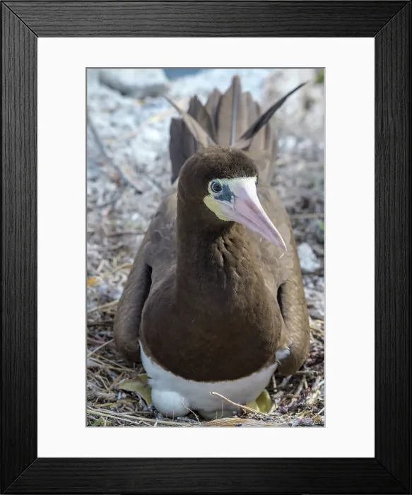 Framed Print : Brown Booby (Sula leucogaster) at the nest incubating eggs, Cayman Brac, Cayman Islands, British West Indies Framed Print : Brown Booby (Sula leucogaster) at the nest incubating eggs, Cayman Brac, Cayman Islands, British West Indies