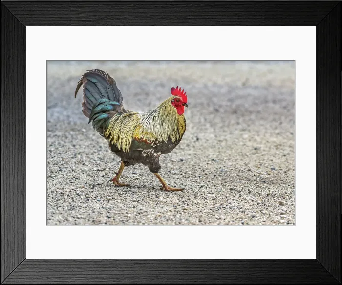 Framed Print : Rooster, Grand Cayman, British West Indies