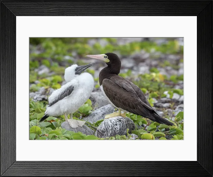 Framed Print : Brown Booby (Sula leucogaster) with chick at the nest, Cayman Brac, Cayman Islands, British West Indies Framed Print : Brown Booby (Sula leucogaster) with chick at the nest, Cayman Brac, Cayman Islands, British West Indies