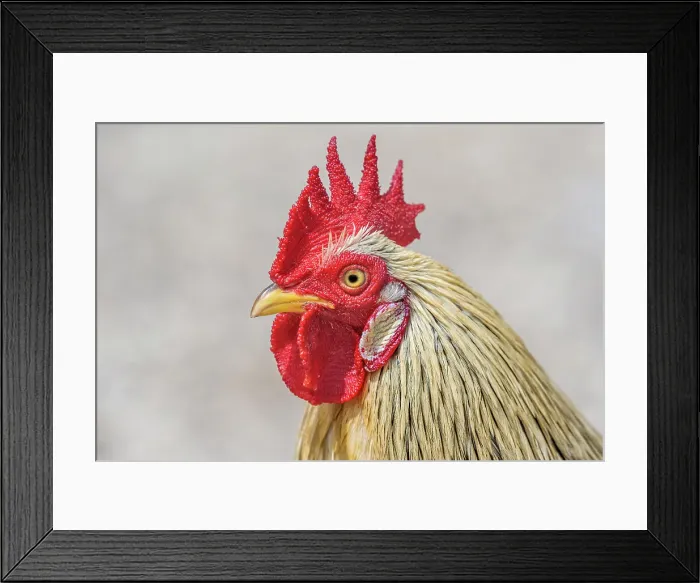 Framed Print : Rooster, Grand Cayman, British West Indies